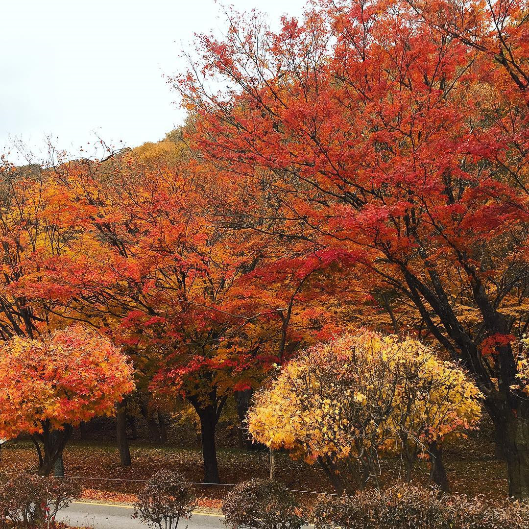 Mãn nhãn ngắm mùa lá đỏ Hàn Quốc tuyệt đẹp dịp thu về hình ảnh 7 Man nhan ngam mua la do Han Quoc tuyet dep dip thu ve hinh anh 7