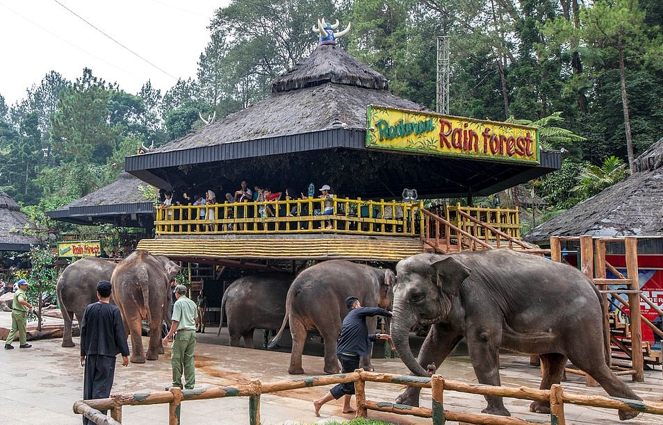 Bao hanh voi truoc mat du khach tai buoi bieu dien xiec o Indonesia hinh anh 3