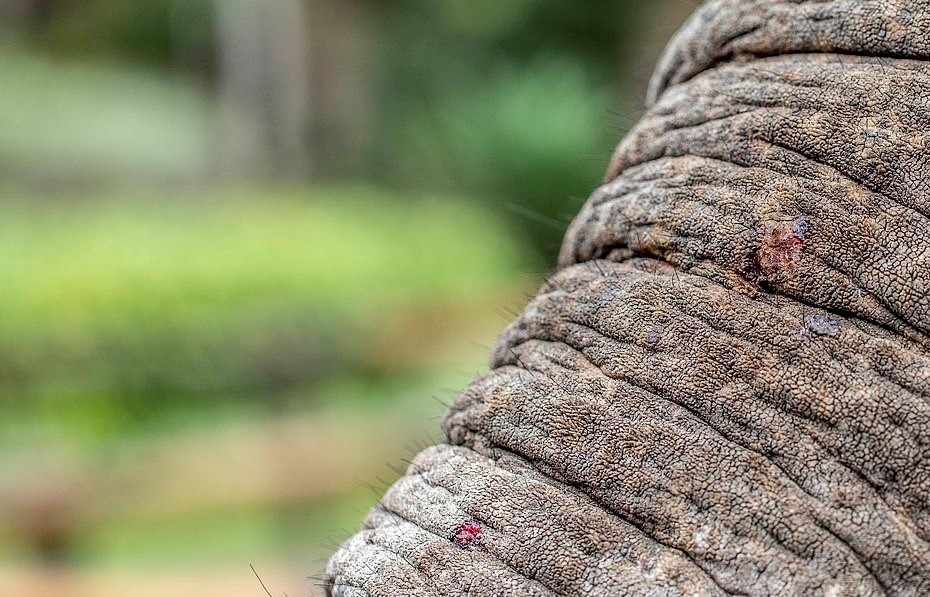 Bao hanh voi truoc mat du khach tai buoi bieu dien xiec o Indonesia hinh anh 4