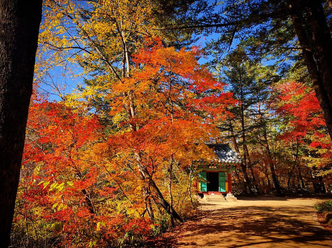 Man nhan ngam mua la do Han Quoc tuyet dep dip thu ve hinh anh 12