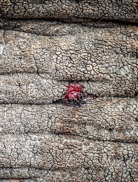 Bao hanh voi truoc mat du khach tai buoi bieu dien xiec o Indonesia hinh anh 5