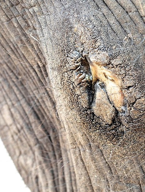 Bao hanh voi truoc mat du khach tai buoi bieu dien xiec o Indonesia hinh anh 6