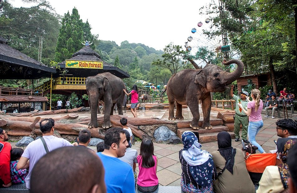 Bao hanh voi truoc mat du khach tai buoi bieu dien xiec o Indonesia hinh anh 7