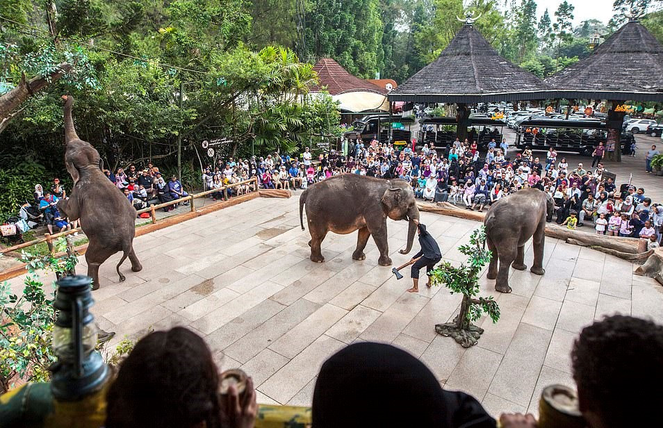 Bao hanh voi truoc mat du khach tai buoi bieu dien xiec o Indonesia hinh anh 8