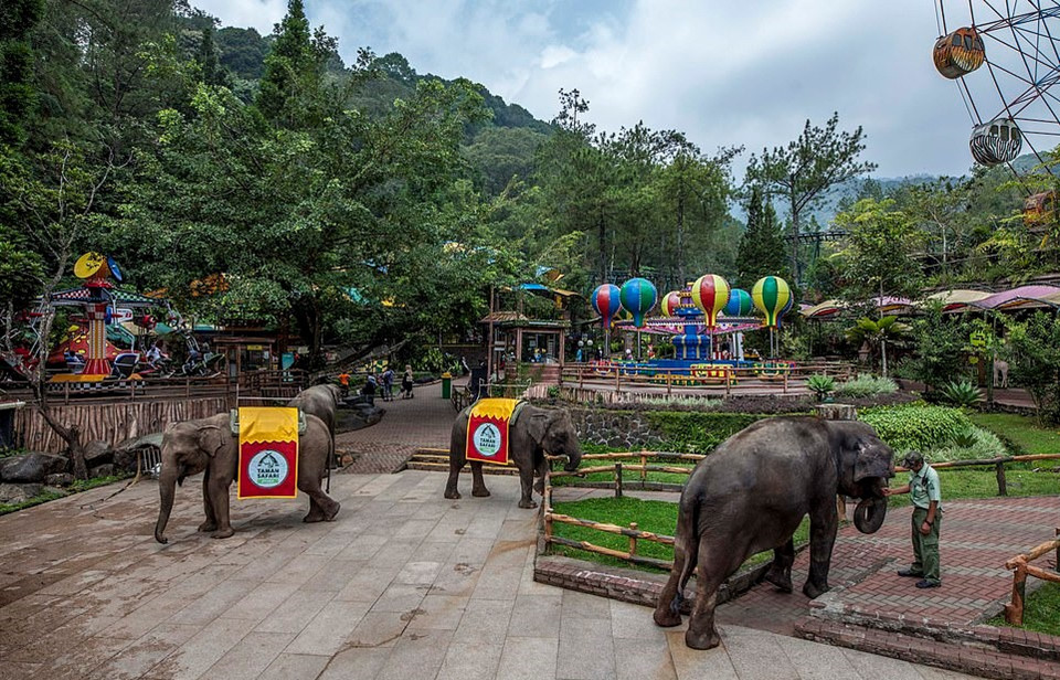 Bao hanh voi truoc mat du khach tai buoi bieu dien xiec o Indonesia hinh anh 9