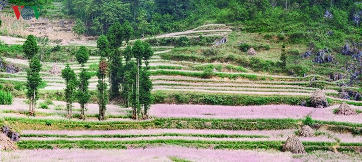 Tới Hà Giang ngắm hoa tam giác mạch đẹp ngất ngây