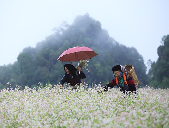 Ngất ngây những cánh đồng hoa tam giác mạch ở Hà Giang