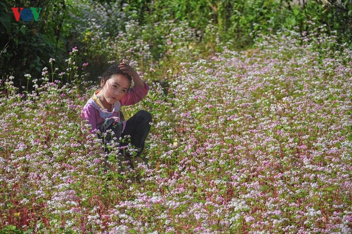 Tới Hà Giang ngắm hoa tam giác mạch đẹp ngất ngây