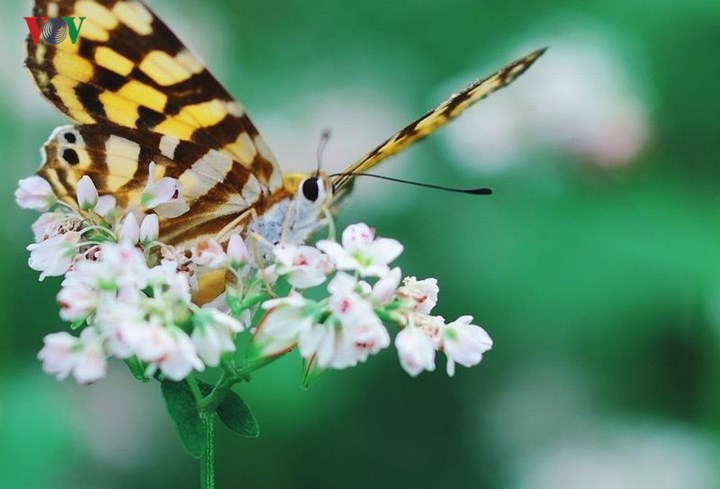 Tới Hà Giang ngắm hoa tam giác mạch đẹp ngất ngây