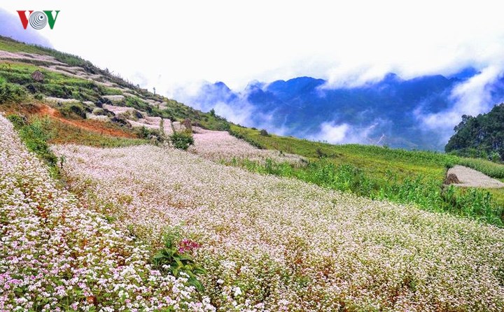 Tới Hà Giang ngắm hoa tam giác mạch đẹp ngất ngây