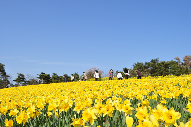 Đến Nhật nhớ khám phá ngọn đồi đẹp như cổ tích này