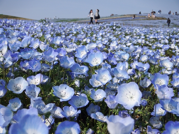 Đến Nhật nhớ khám phá ngọn đồi đẹp như cổ tích này