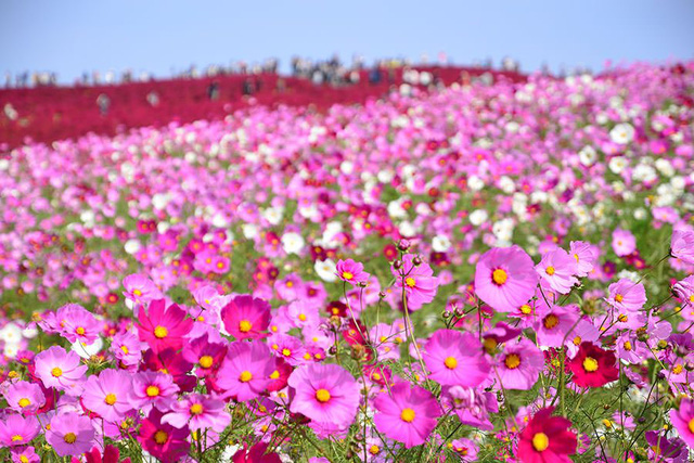 Đến Nhật nhớ khám phá ngọn đồi đẹp như cổ tích này