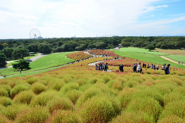 Đến Nhật nhớ khám phá ngọn đồi đẹp như cổ tích này