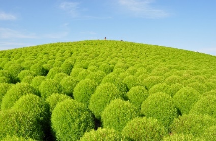 Đến Nhật nhớ khám phá ngọn đồi đẹp như cổ tích này