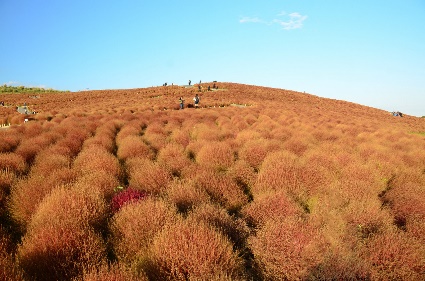 Đến Nhật nhớ khám phá ngọn đồi đẹp như cổ tích này