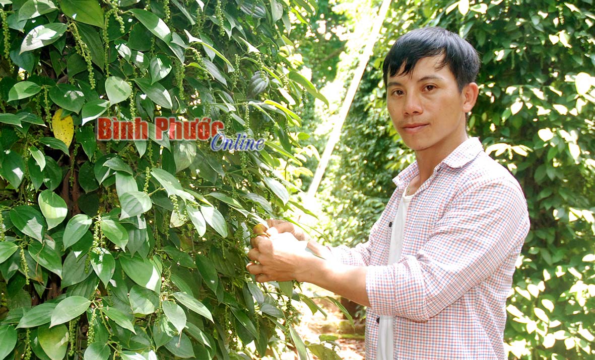 Anh Nguyễn Quang Tú ở thôn Bình Thủy, xã Đa Kia (Bù Gia Mập) tham gia các tổ hợp tác để phát triển kinh tế