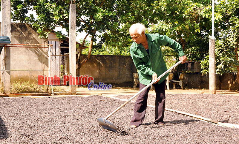 Cây đại thụ của đồng bào Mơnông ở Thọ Sơn