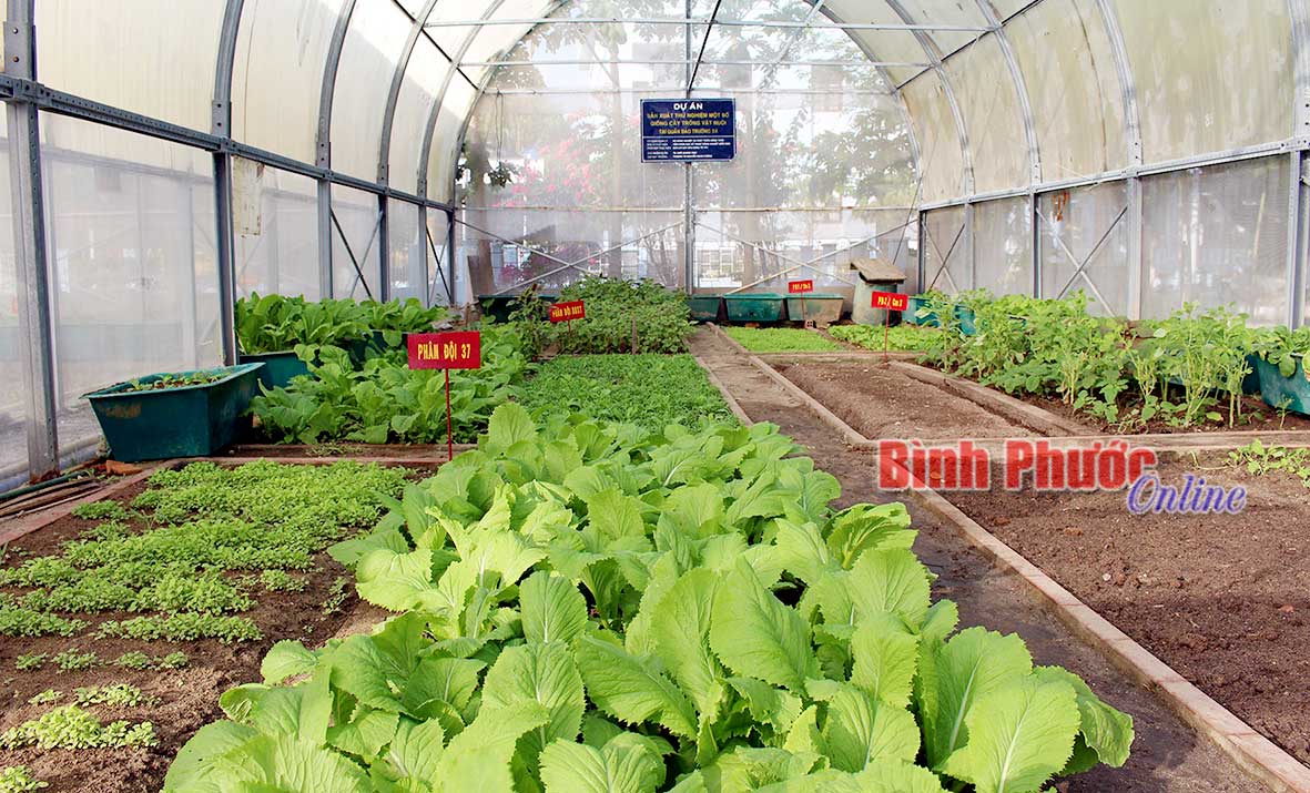 Vườn rau xanh của cán bộ, chiến sĩ đảo Song Tử Tây