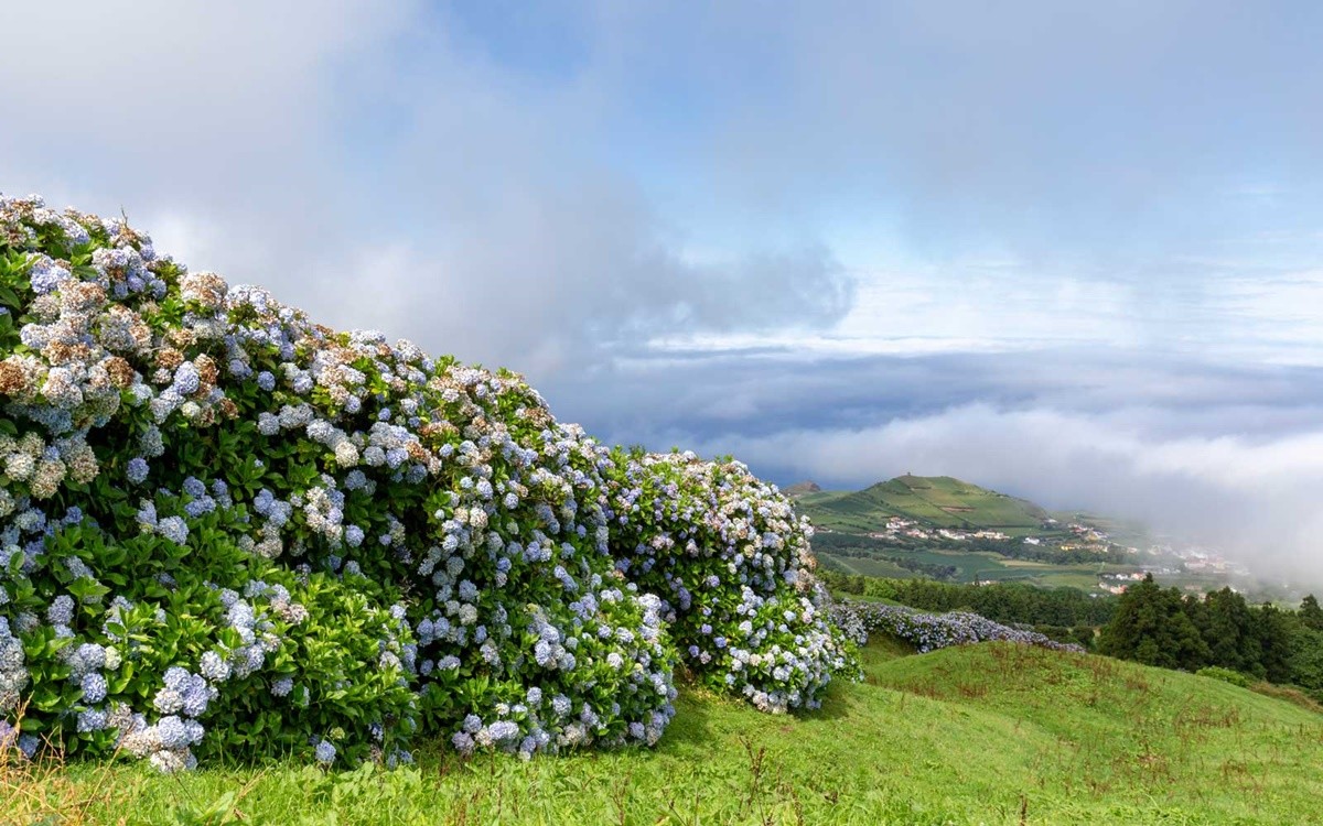 Hòn đảo ngập tràn hoa cẩm tú cầu ở Bồ Đào Nha