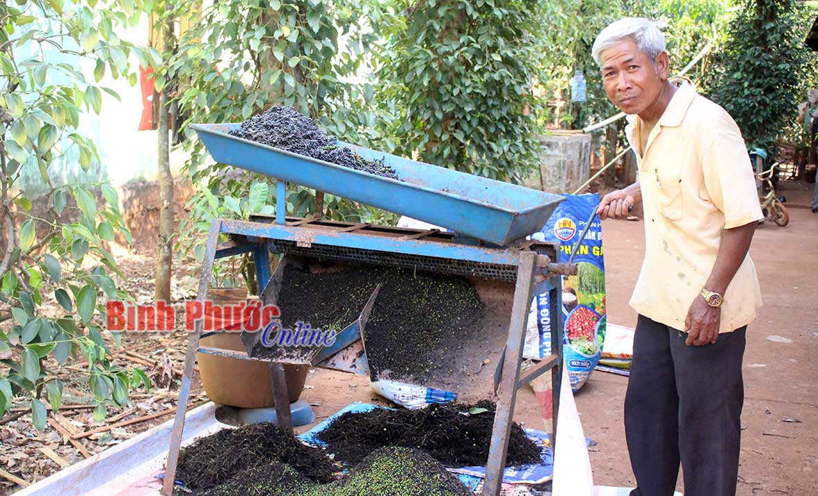 Già làng Điểu Khinh dù đã gần 70 tuổi nhưng vẫn hăng say lao động