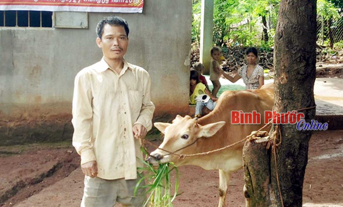 Gia đình anh Điểu Sơn ở ấp 6, xã Đồng Tiến (Đồng Phú) được hỗ trợ bò sinh sản