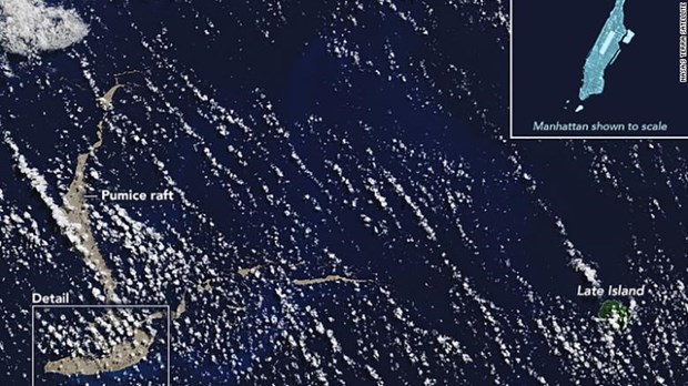 Nuoi cay thanh cong san ho Dai Tay Duong trong phong thi nghiem hinh anh 1
