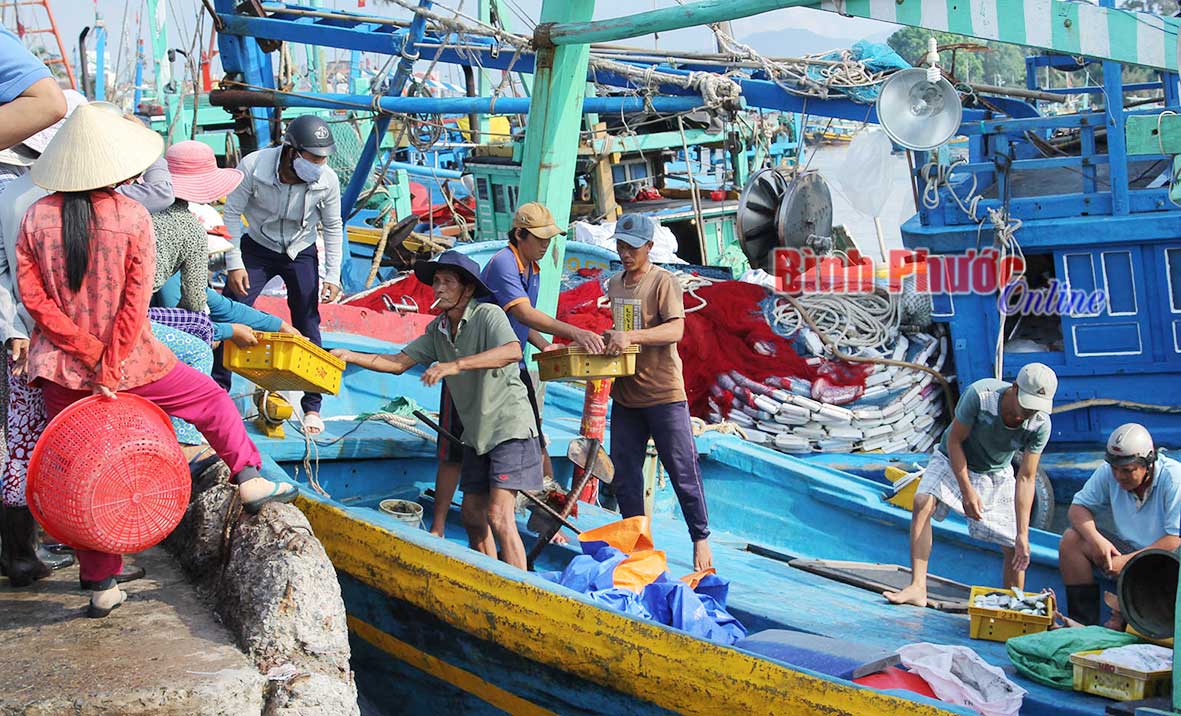 Ngư dân Bình Thuận bốc dỡ cá đánh bắt tại cảng cá Phan Thiết - Ảnh: K.B