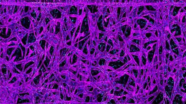 Israel thong bao ke hoach thi nghiem voi vi khuan trong khong gian hinh anh 1