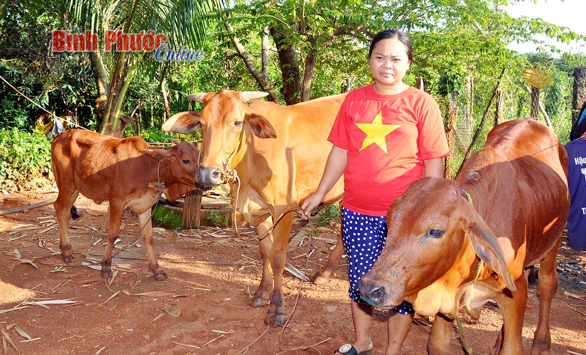 Gia đình anh Điểu Hưng ở thôn Bù Khơn, xã Đắk Ơ, huyện Bù Gia Mập chăm sóc tốt đàn bò được hỗ trợ nhằm thoát nghèo