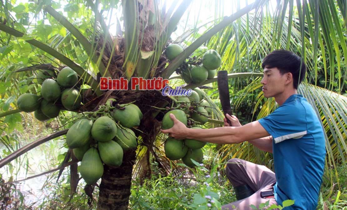 Làm giàu từ trồng cây ăn trái kết hợp chăn nuôi