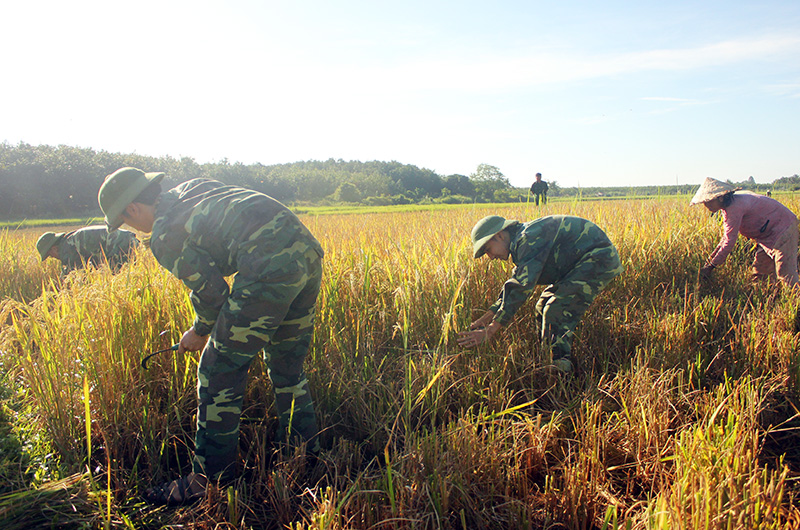 1. Hỗ trợ giống, kỹ thuật, bộ đội còn giúp đồng bào thu hoạch lúa. 