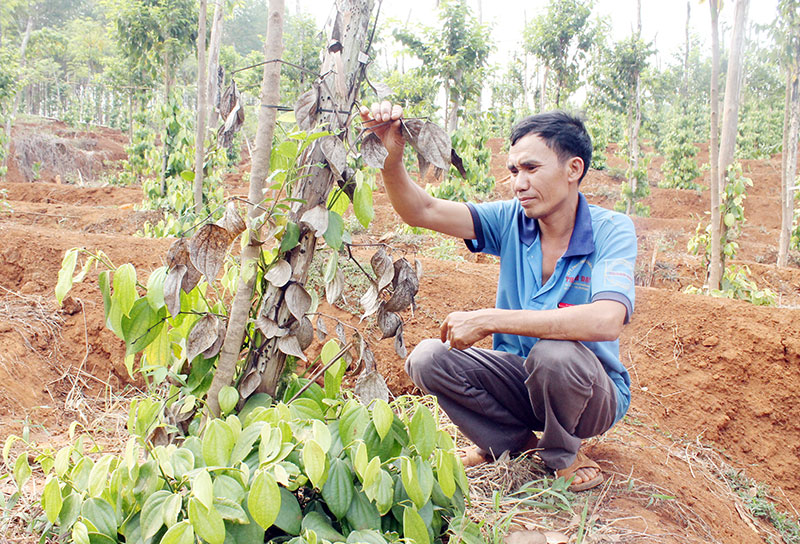 Bệnh lạ bùng phát trên cây tiêu ở Đắk Ơ