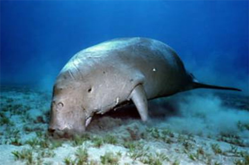 Những sát thủ dugong cuối cùng