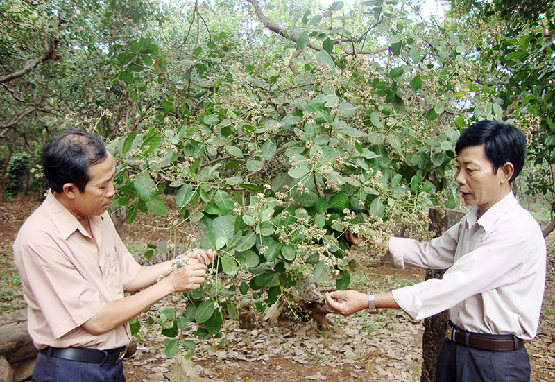 Giải pháp cứu cây điều