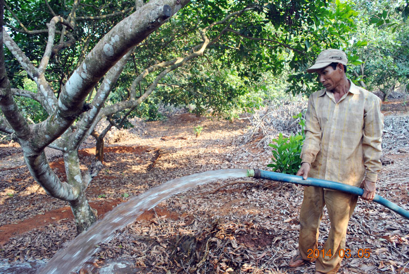 Làm giàu từ xen canh cây ăn trái