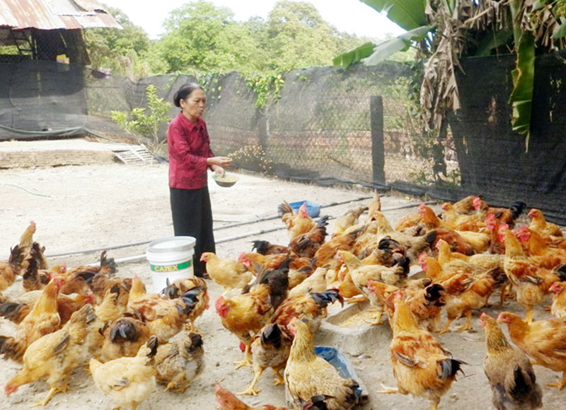 Nâng cao thu nhập cho phụ nữ nông thôn