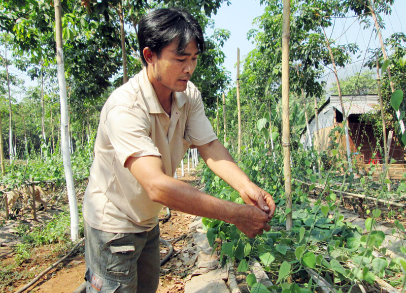 Trồng sương sâm: Hái lá ra tiền