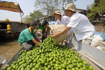 Hậu Giang: Khan hiếm hàng, giá chanh không hạt tăng kỷ lục