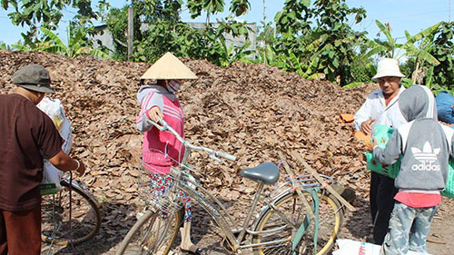 Nông dân không nên bán lá điều khô