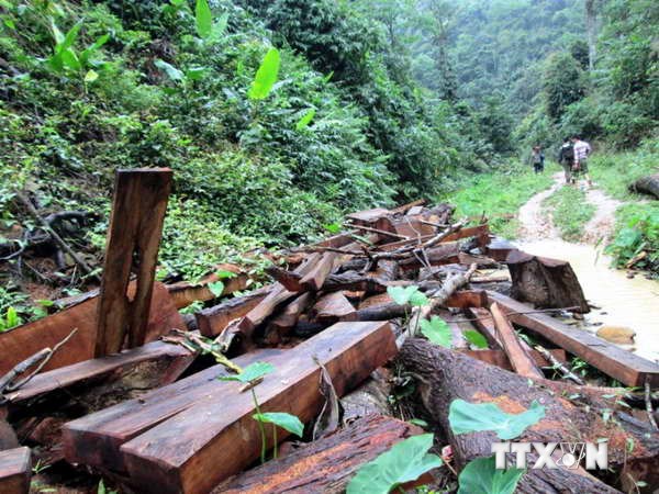 Yêu cầu làm rõ trách nhiệm trong việc rừng bị xâm hại