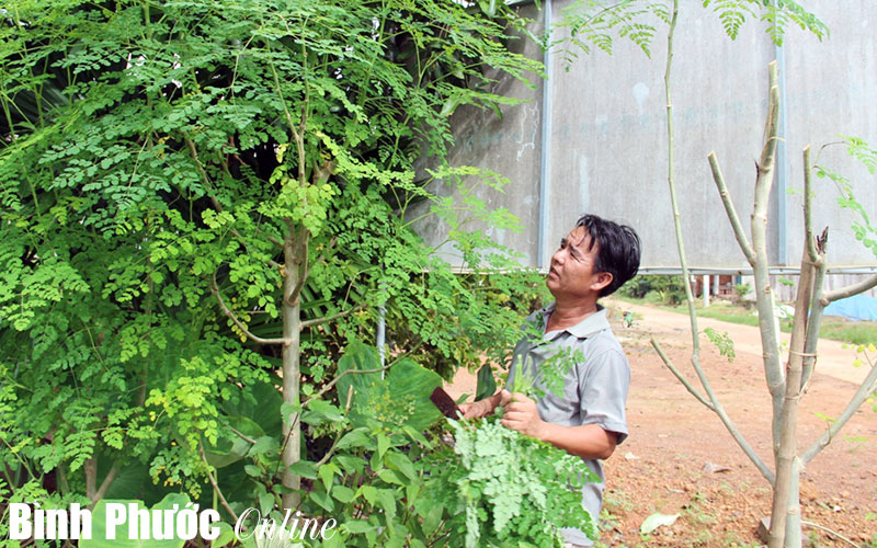 Cây chùm ngây: Lựa chọn mới của nhà nông