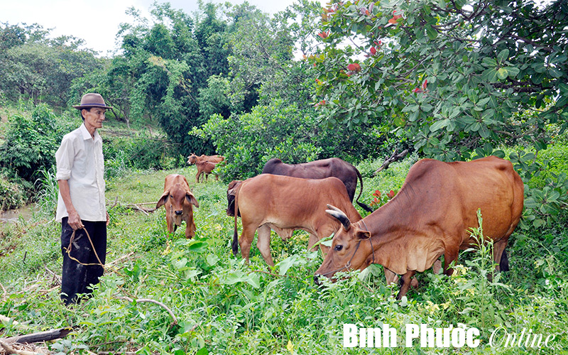 Kinh tế nông nghiệp nhìn từ nông trại