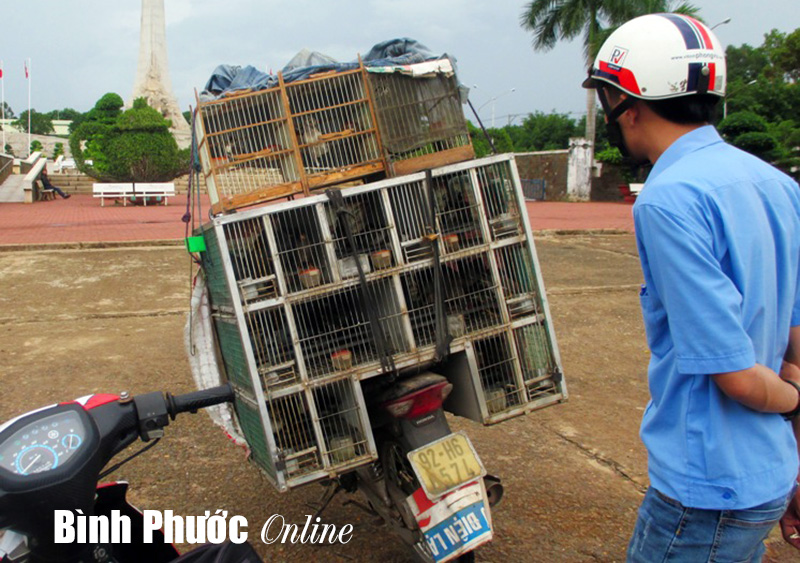 Ngang nhiên bày bán chim hoang dã