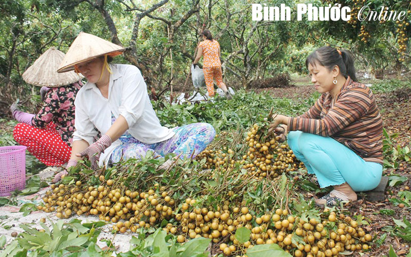 Nhãn được mùa nhưng lại rớt giá