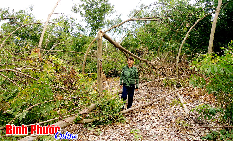 11.894 ha cây trồng bị ảnh hưởng nặng bởi thiên tai