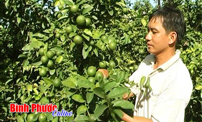 Làm giàu từ trồng chanh lai bông tím