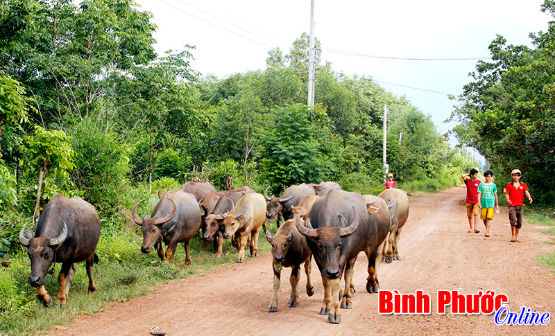 Các bệnh gia súc, gia cầm phải kiểm tra định kỳ