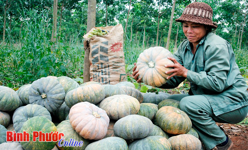 Cây hàng năm giảm, lâu năm tăng