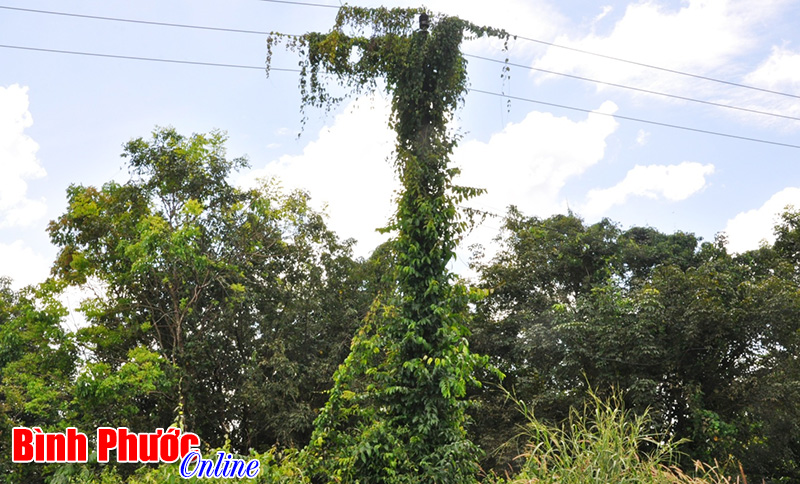 Cột điện biến thành “cây”